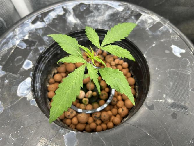 Strawberry Cough (DWC) 2. Week 2