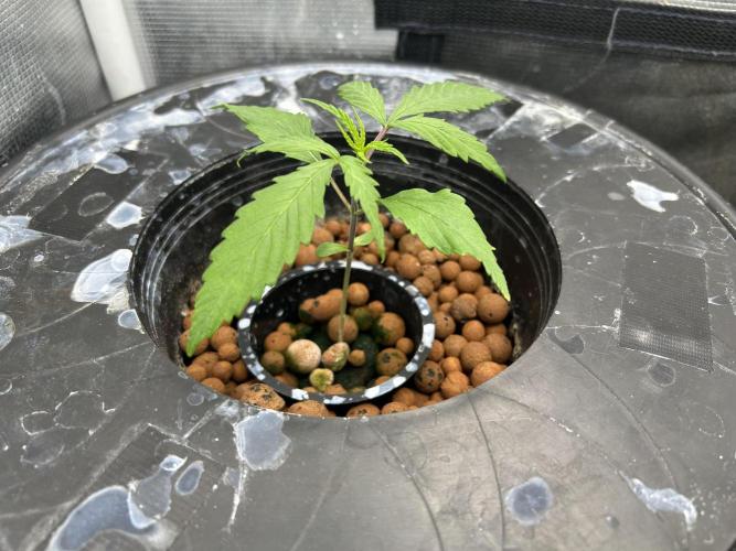 Strawberry Cough (DWC) 2. Week 2