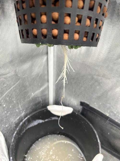 Strawberry Cough. Week 2