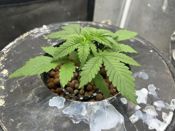 Hella Jelly (DWC). Week 3