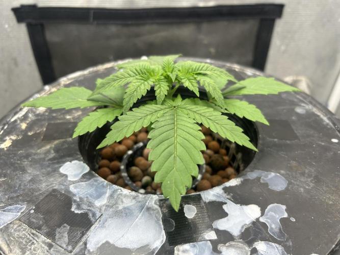 Hella Jelly (DWC). Week 3