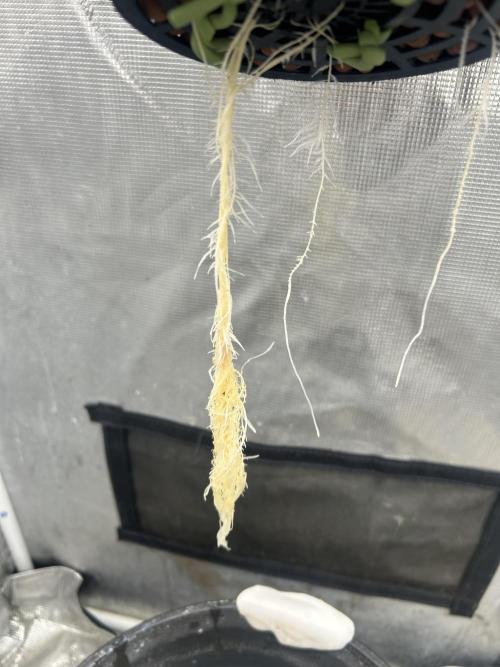 Hella Jelly (DWC). Week 3
