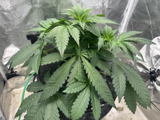 Afghan Kush (DWC). Week 6