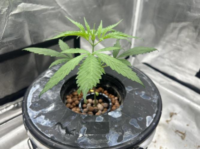 Strawberry Cough (DWC) 2. Week 3