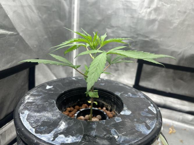 Strawberry Cough (DWC) 2. Week 3
