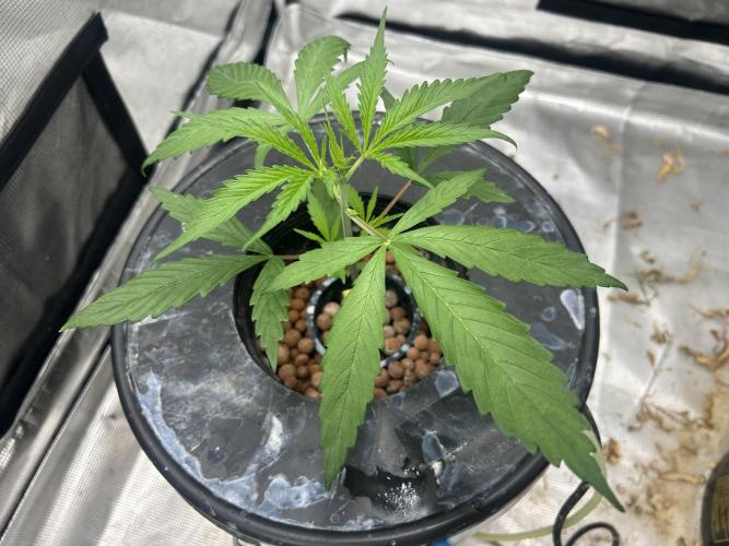Strawberry Cough (DWC) 2. Week 3