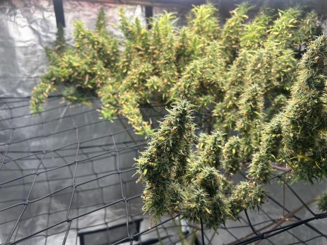 Golden Tiger (DWC). Week 15