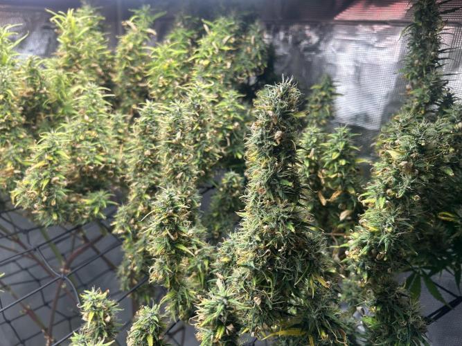 Golden Tiger (DWC). Week 15