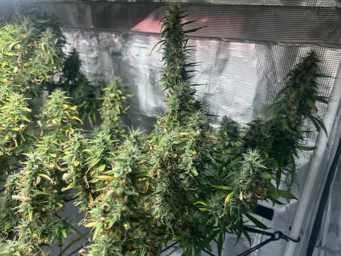 Golden Tiger (DWC). Week 15