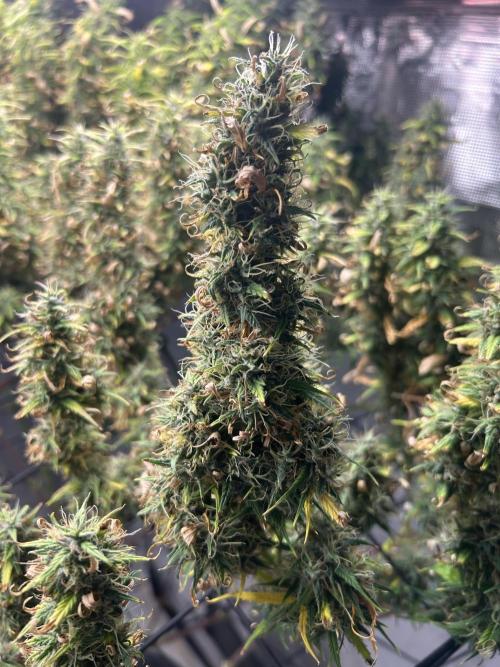 Golden Tiger. Week 15