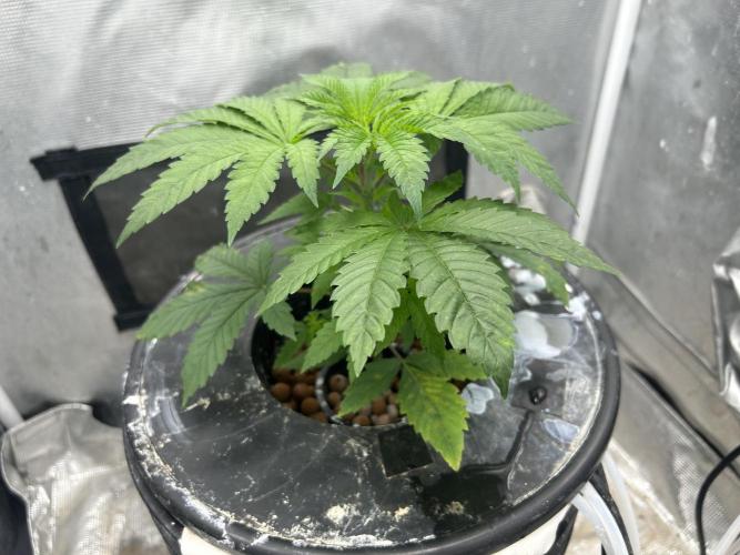 Hella Jelly (DWC). Week 4