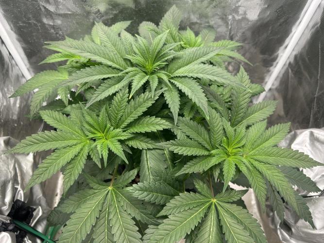 Afghan Kush (DWC). Week 7