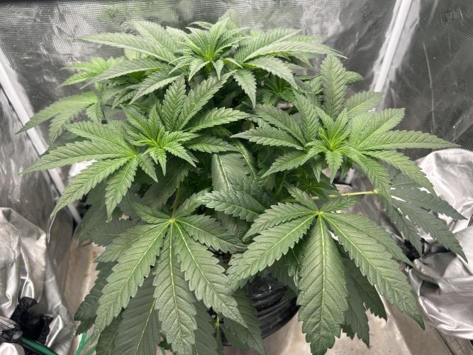 Afghan Kush (DWC). Week 7