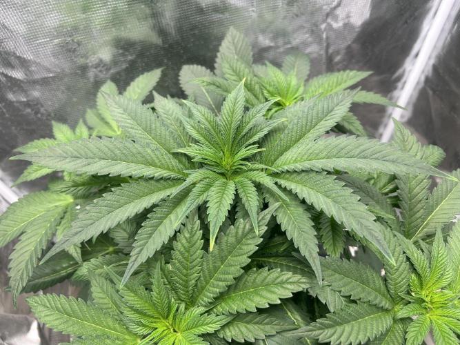 Afghan Kush (DWC). Week 7