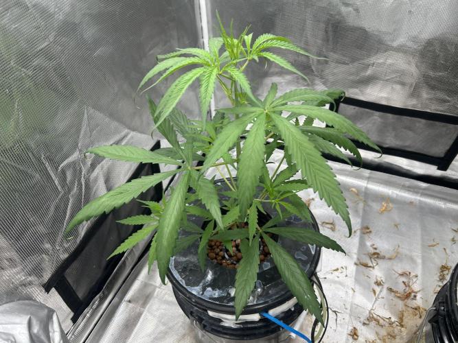 Strawberry Cough (DWC) 2. Week 4