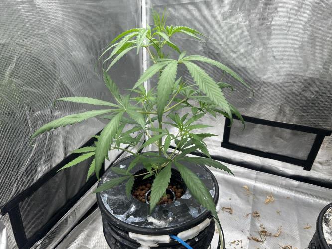 Strawberry Cough (DWC) 2. Week 4