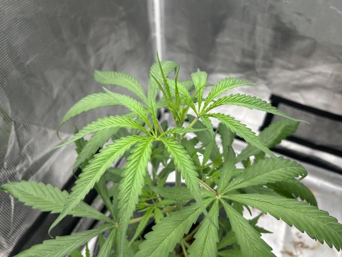 Strawberry Cough. Week 4