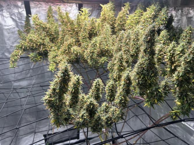 Golden Tiger (DWC). Week 16