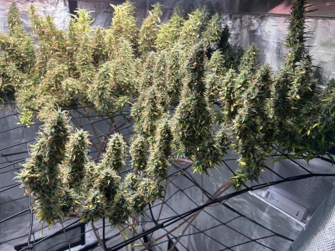 Golden Tiger (DWC). Week 16