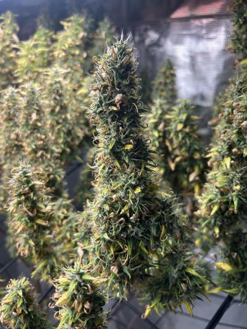 Golden Tiger (DWC). Week 16