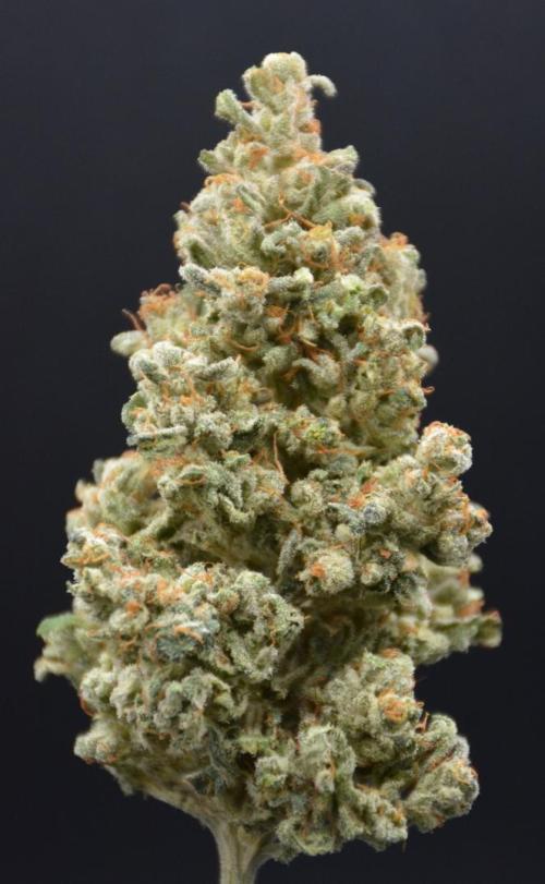 White Rhino (DWC). Week 14