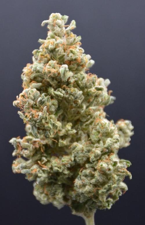 White Rhino (DWC). Week 14
