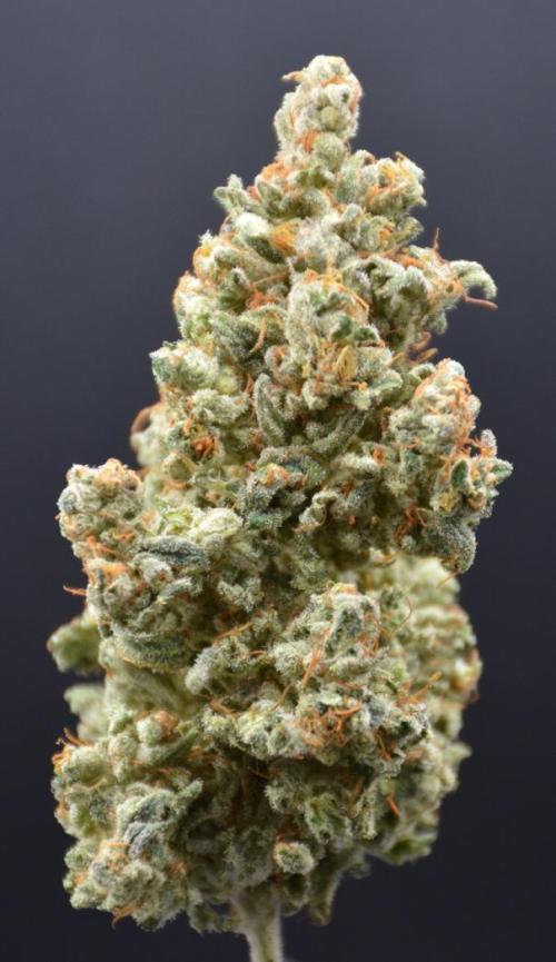 White Rhino (DWC). Week 14