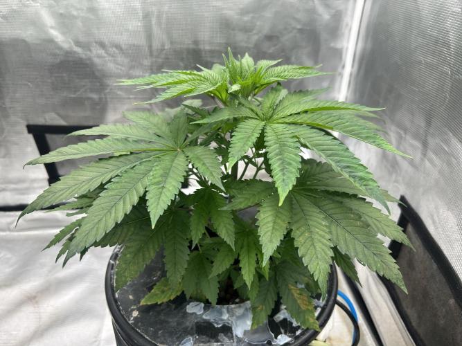 Hella Jelly (DWC). Week 5
