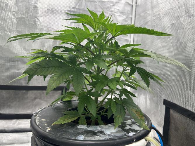 Hella Jelly (DWC). Week 5
