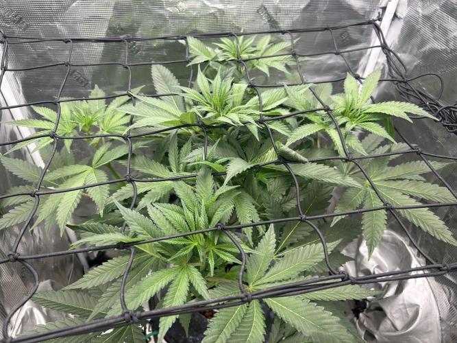 Afghan Kush (DWC). Week 8