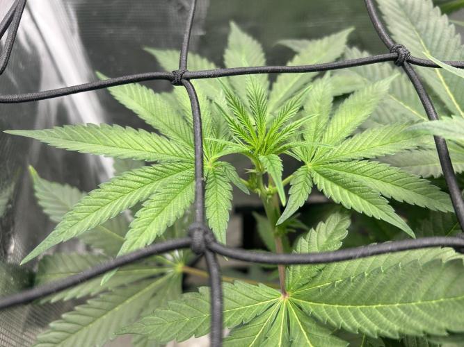 Afghan Kush (DWC). Week 8