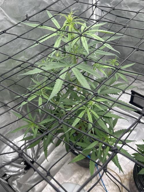 Strawberry Cough (DWC) 2. Week 5