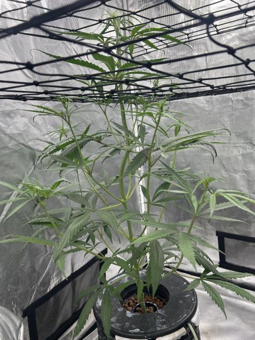 Strawberry Cough (DWC) 2. Week 5