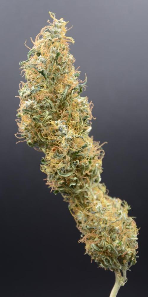 Golden Tiger (DWC). Week 17