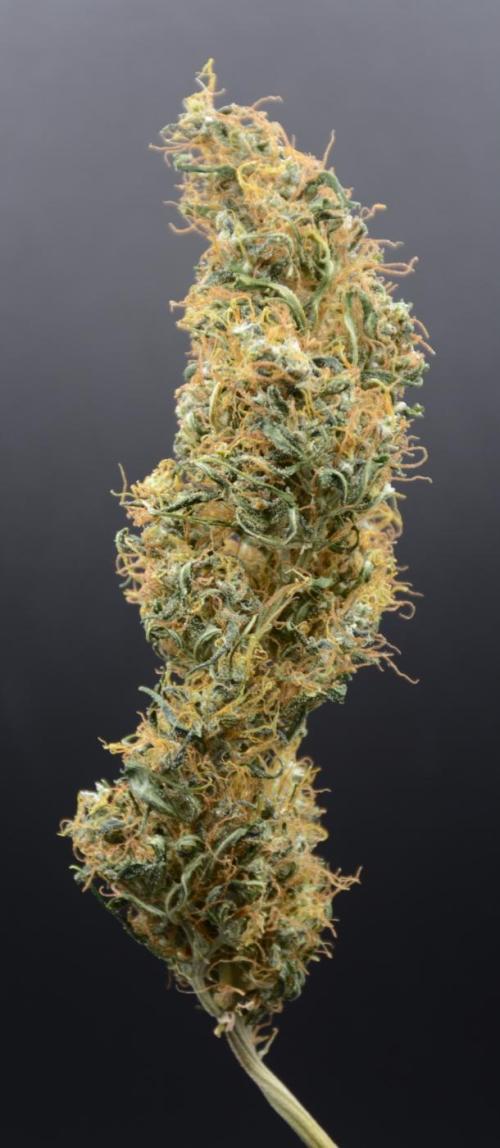 Golden Tiger. Week 17