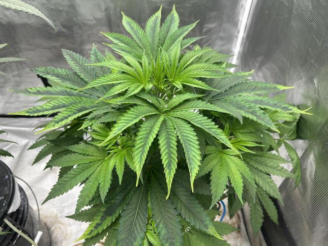 Hella Jelly (DWC). Week 6