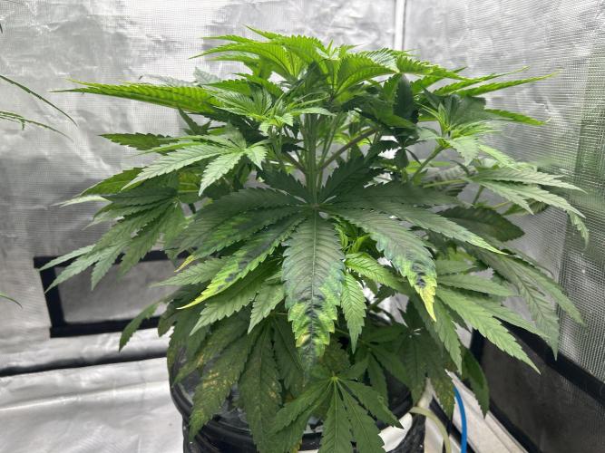 Hella Jelly (DWC). Week 6
