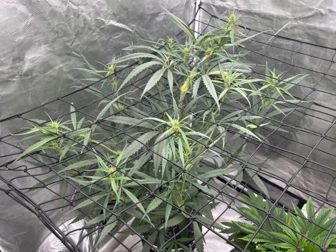 Strawberry Cough (DWC) 2. Week 6