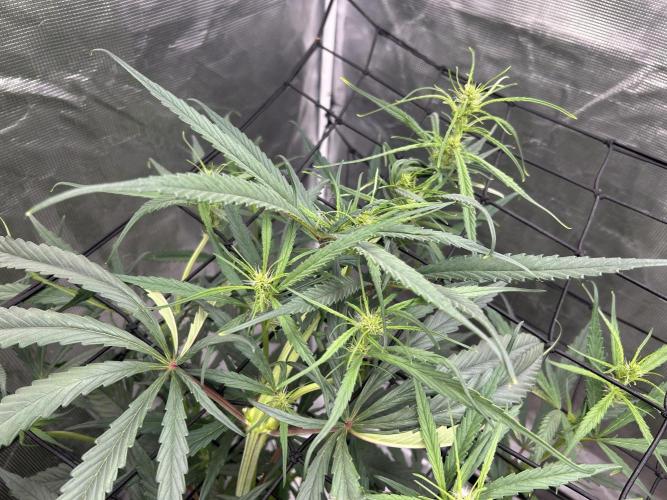 Strawberry Cough (DWC) 2. Week 6