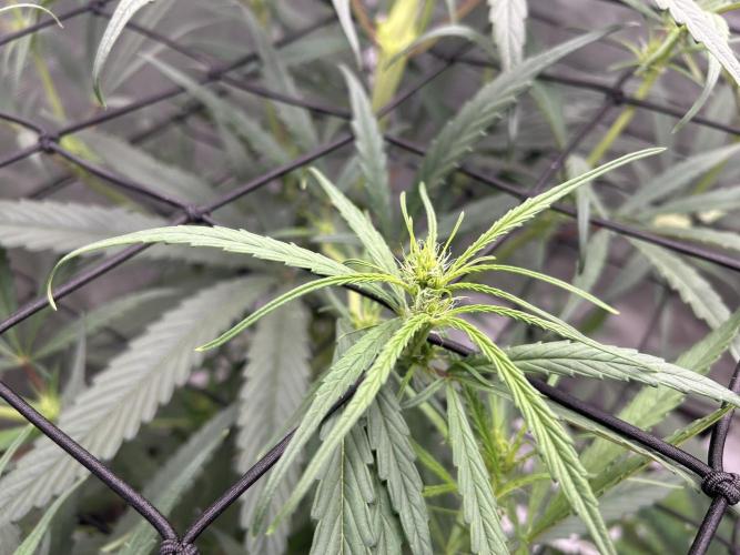 Strawberry Cough (DWC) 2. Week 6