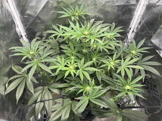 Afghan Kush (DWC). Week 9