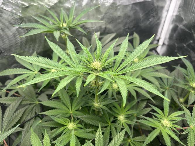 Afghan Kush (DWC). Week 9