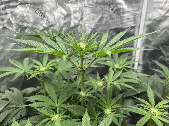 Afghan Kush (DWC). Week 9