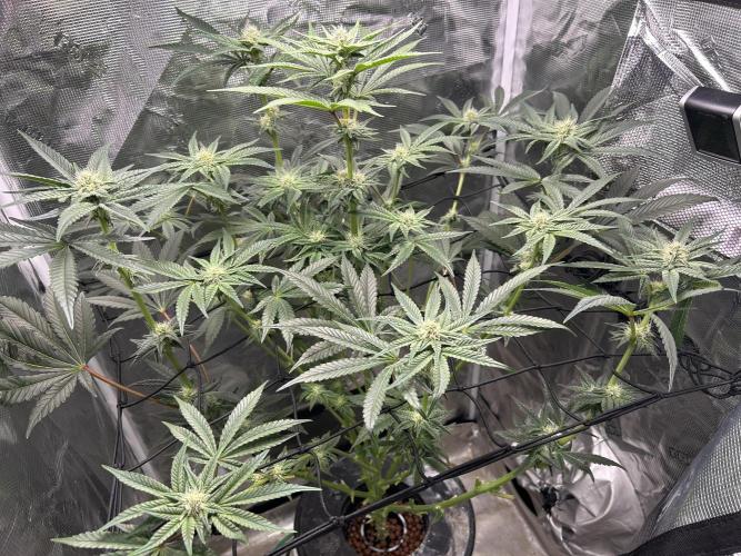 Afghan Kush (DWC). Week 10