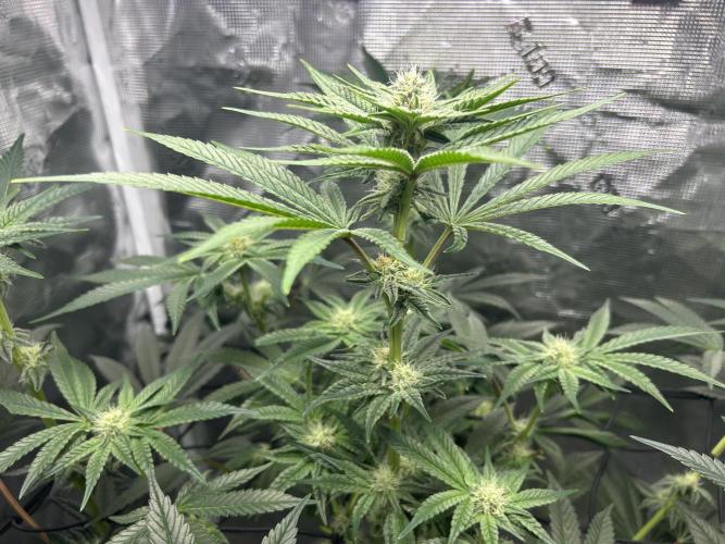 Afghan Kush (DWC). Week 10