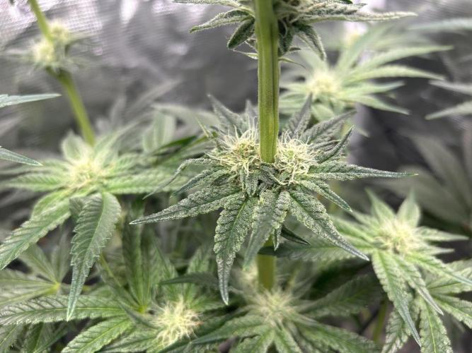 Afghan Kush (DWC). Week 10
