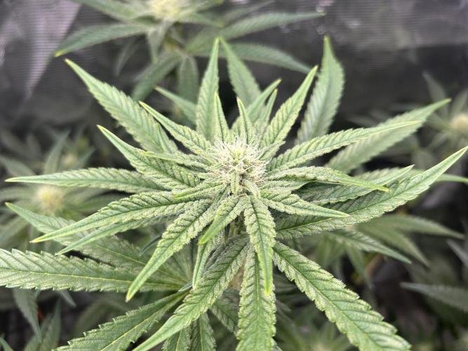 Afghan Kush (DWC). Week 10