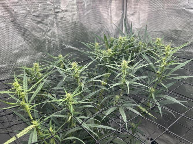 Strawberry Cough (DWC) 2. Week 7