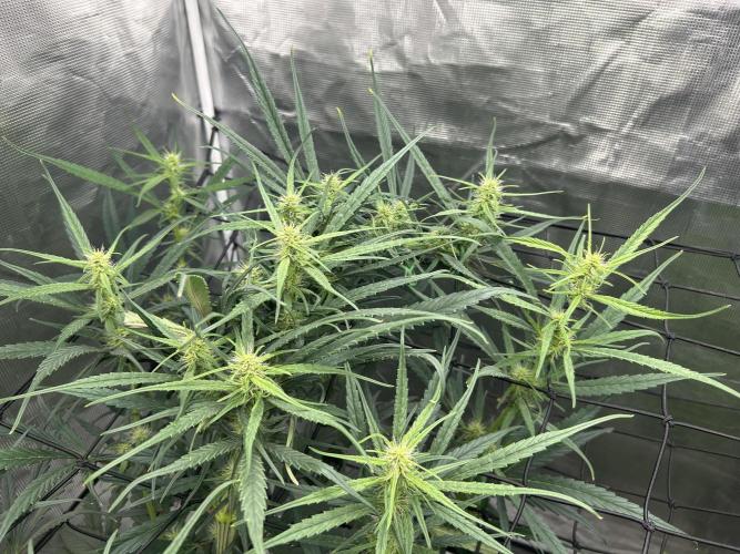 Strawberry Cough (DWC) 2. Week 7