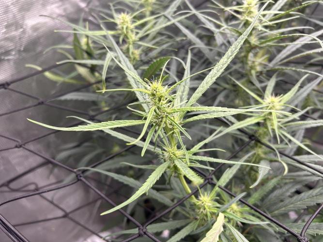 Strawberry Cough (DWC) 2. Week 7
